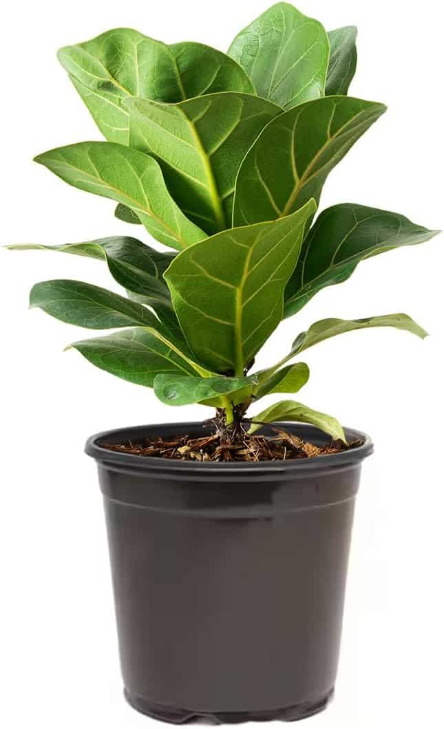 live ficus lyrata