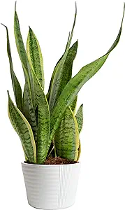 live snake plant