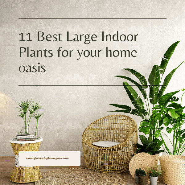 11 Best Large Indoor Plants for your home oasis