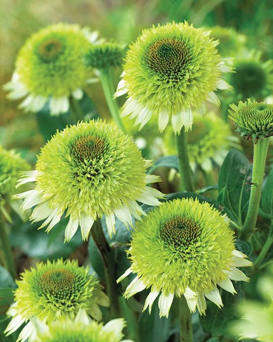 Coneflowers (Echinacea)​