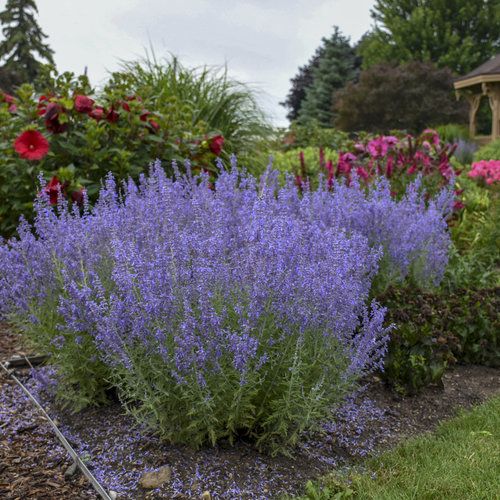 Russian Sage (Perovskia atriplicifolia)