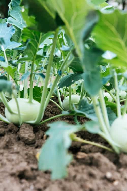 Vegetable garden