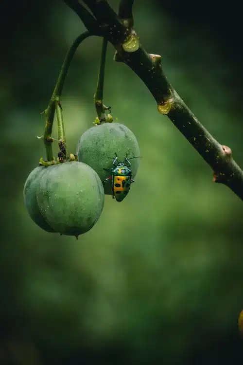 bugs in the garden