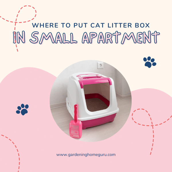 Where to put cat litter box in small apartment – 4 best options