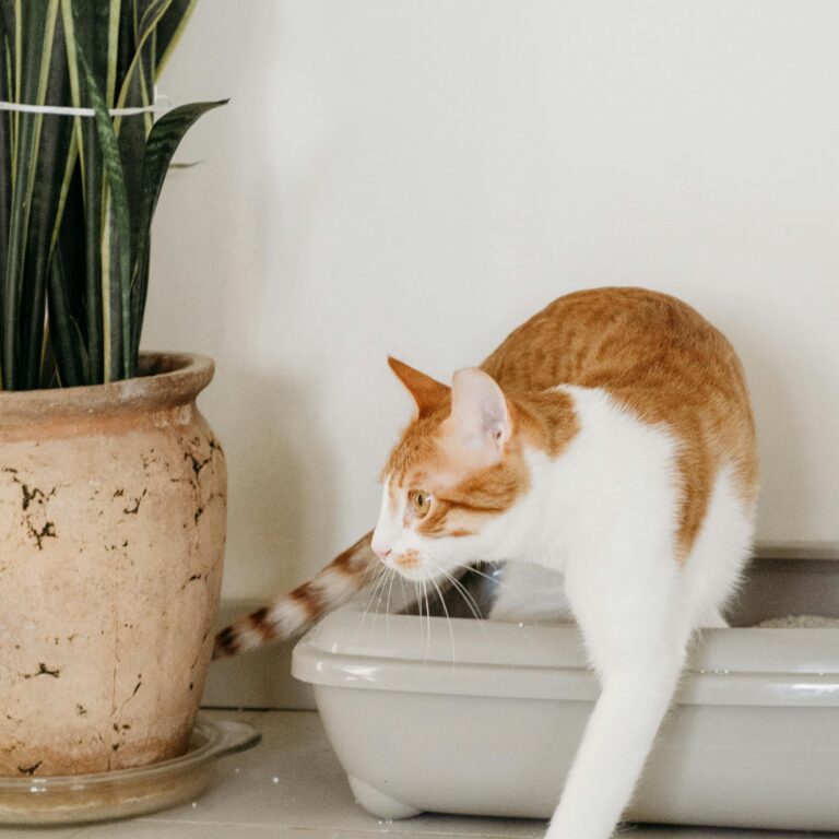 cat litter box