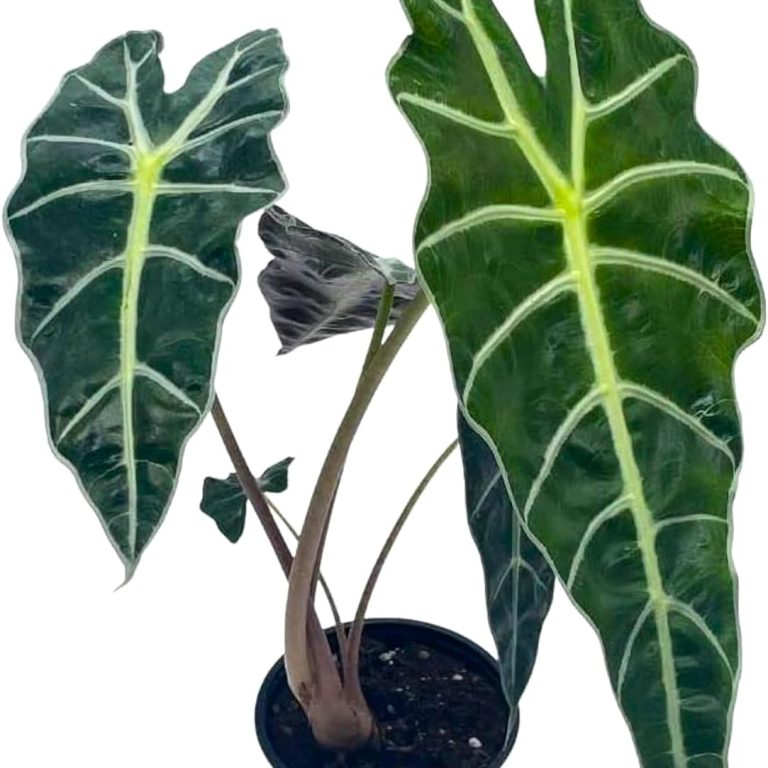 Alocasia Polly (Alocasia amazonica)