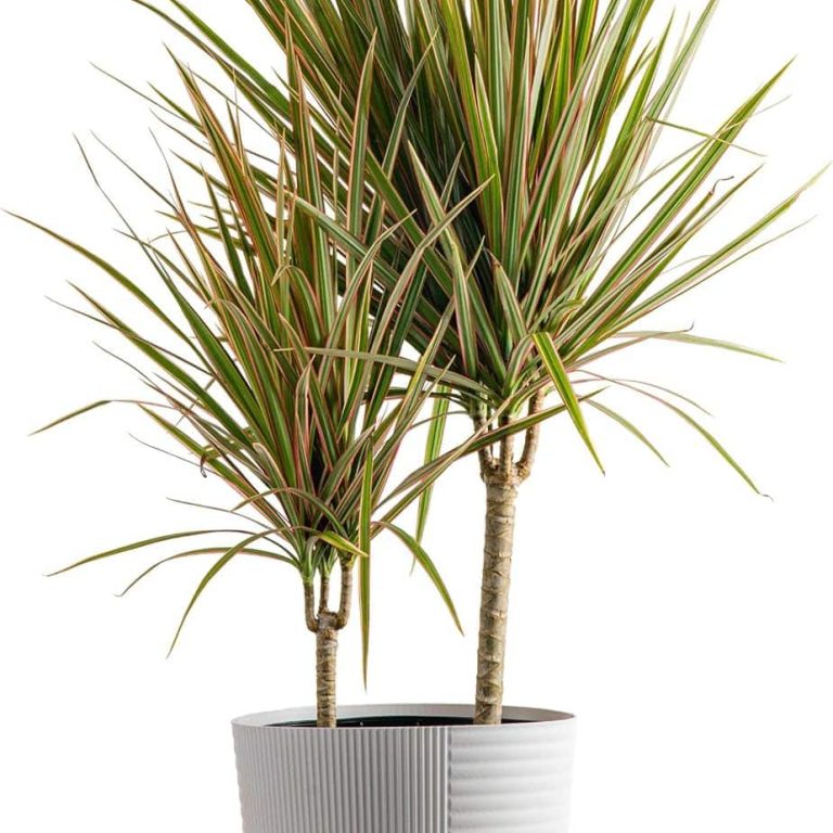 Dracaena Marginata