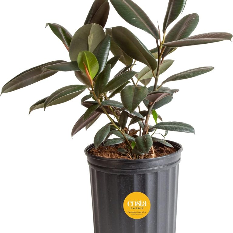 Ficus Elastica