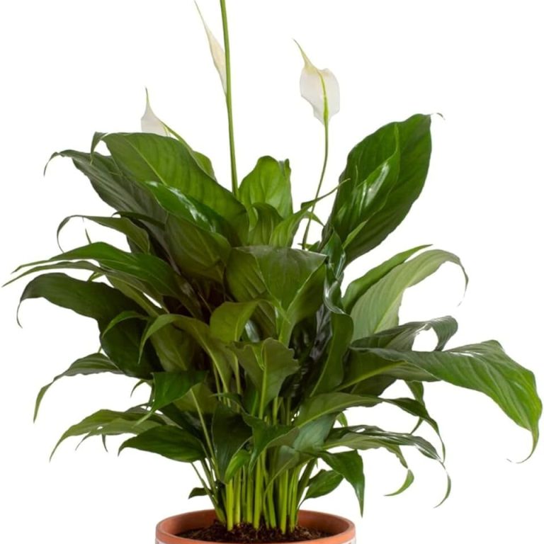 Peace Lily (Spathiphyllum spp.)