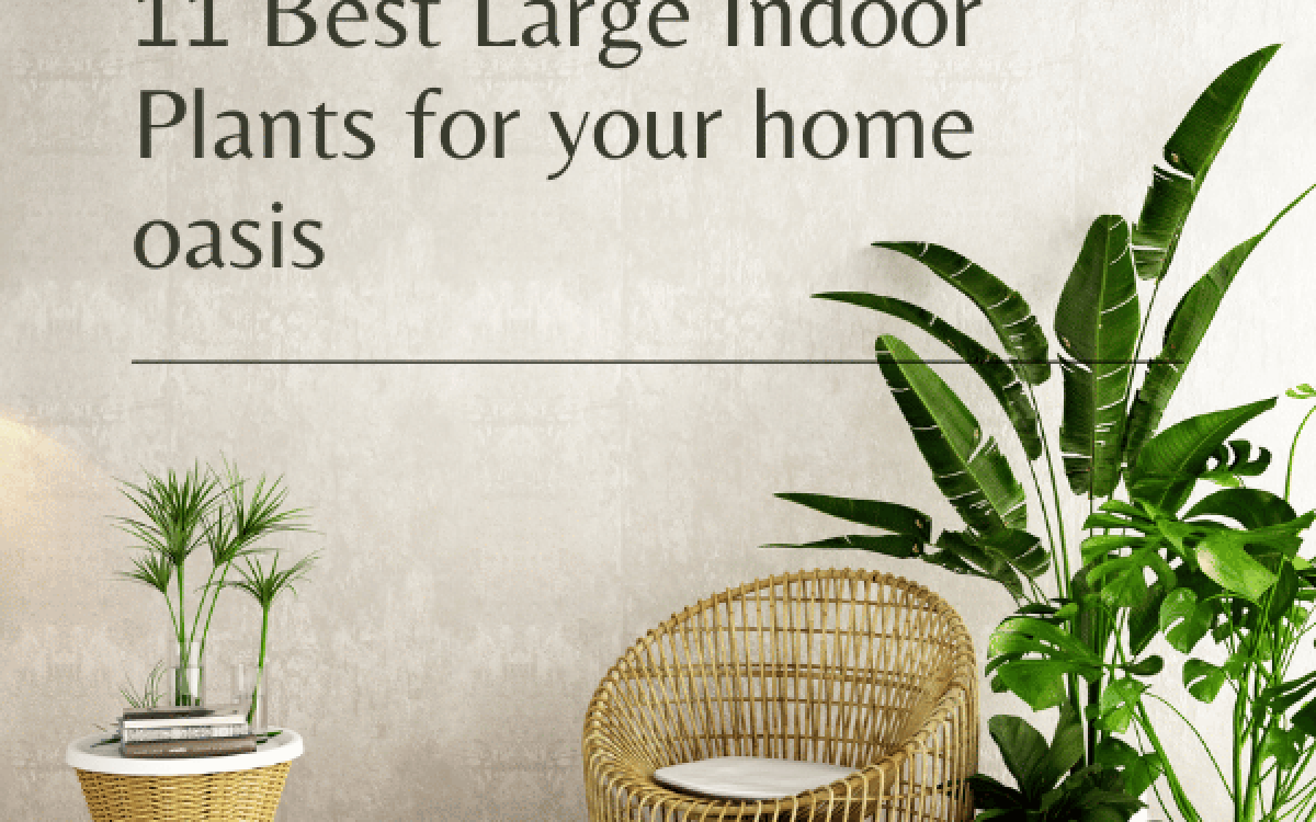 11 Best Large Indoor Plants for your home oasis