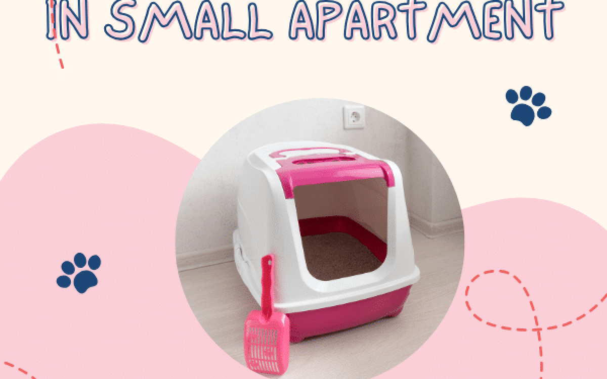 Where to put cat litter box in small apartment – 4 best options