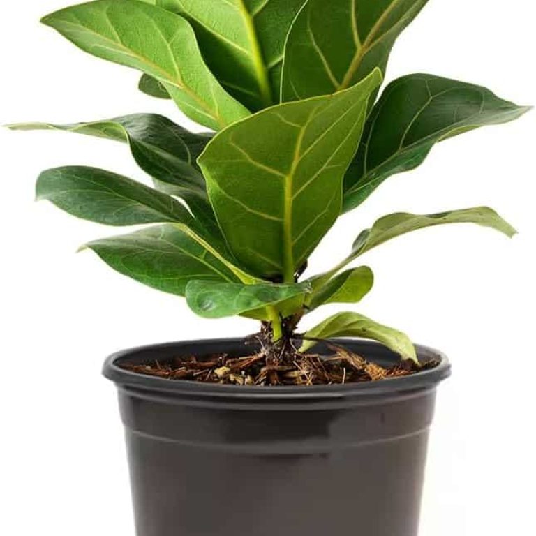 live ficus lyrata